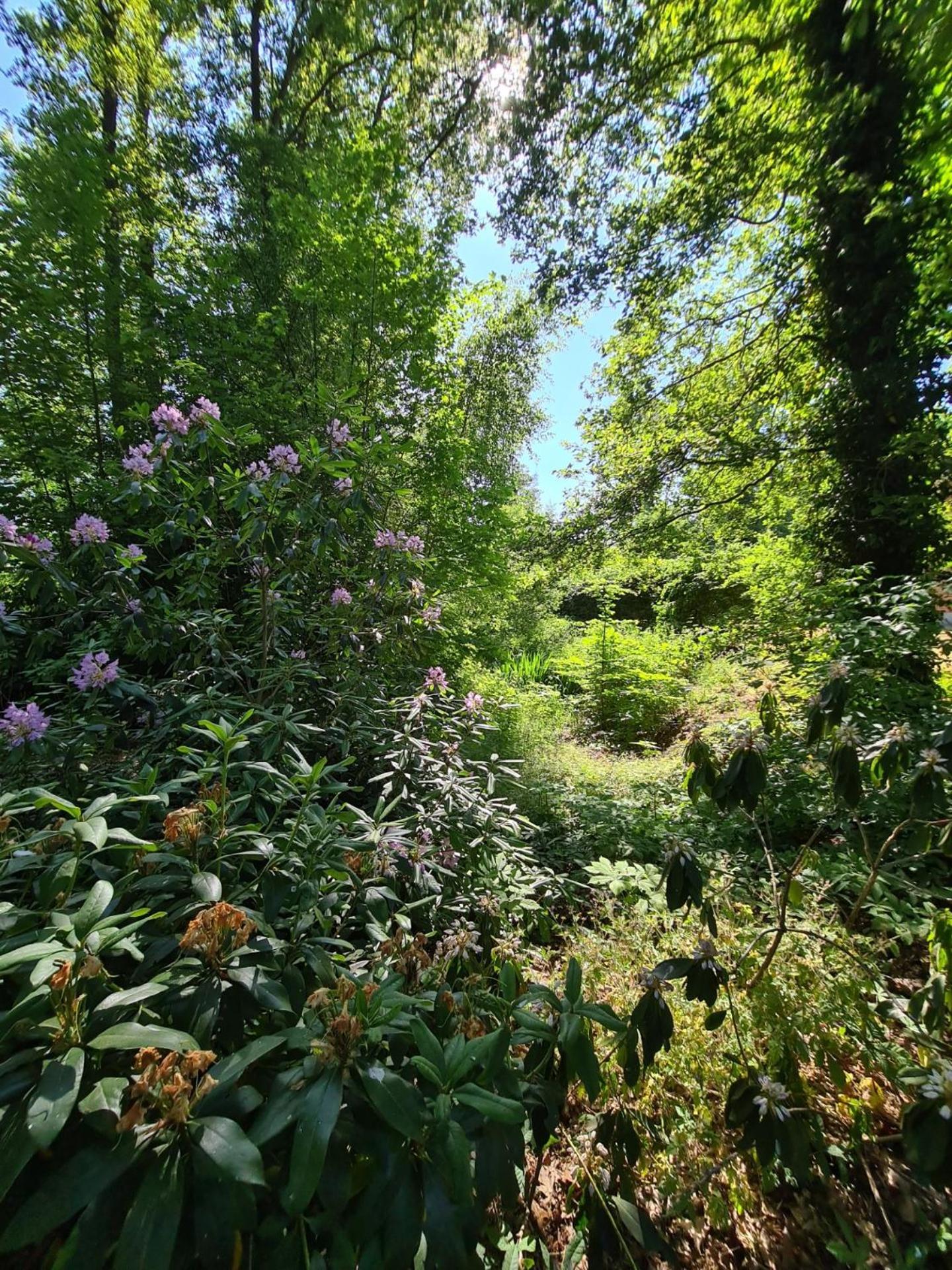 Bed and Breakfast Landgoed De Lavei Weleveld Exterior foto